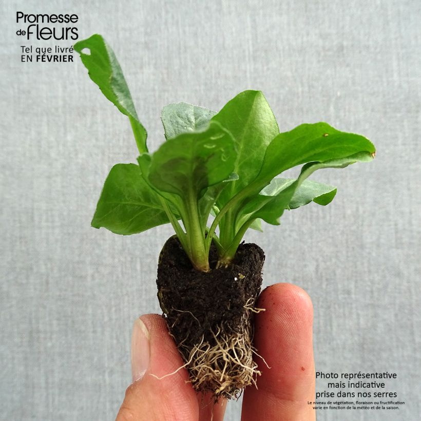 Tasso Daisy in mini-plug mix - Bellis Perennis Plug plants 3.8 x 3.2cm - Tray of 16 sample as delivered in autumn