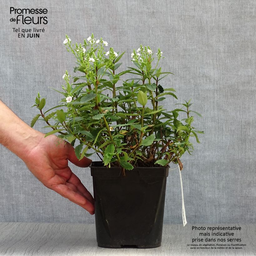 Parahebe catarractae Avalanche 2L/3L pot sample as delivered in summer