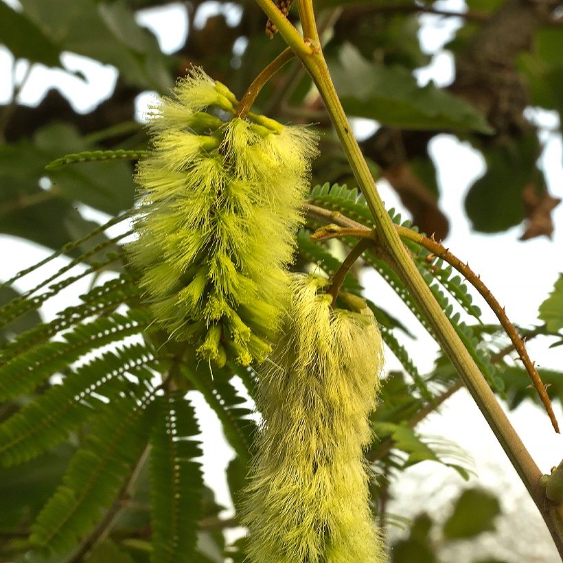 Paraserianthes lophantha (Flowering)