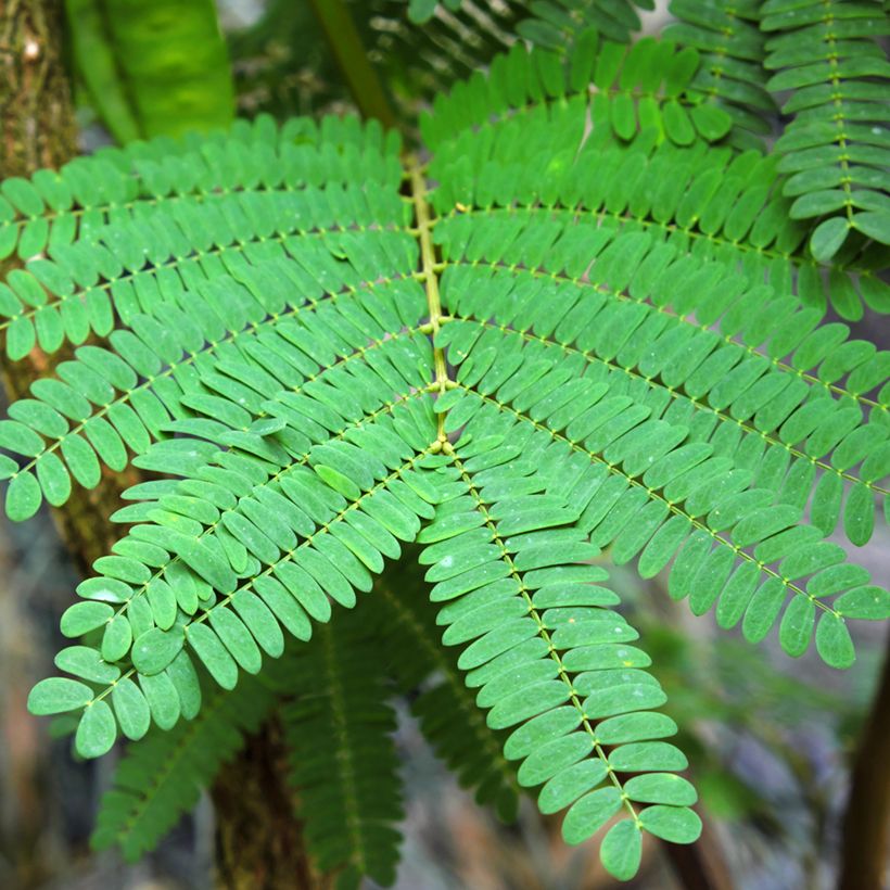 Paraserianthes lophantha (Foliage)