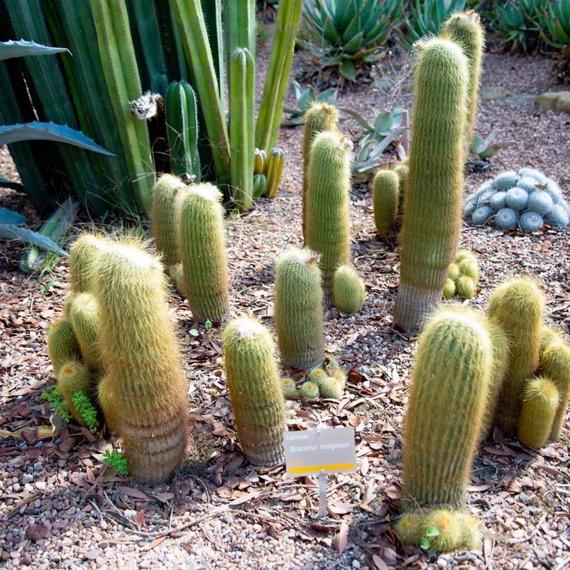 Parodia leninghausii (Plant habit)