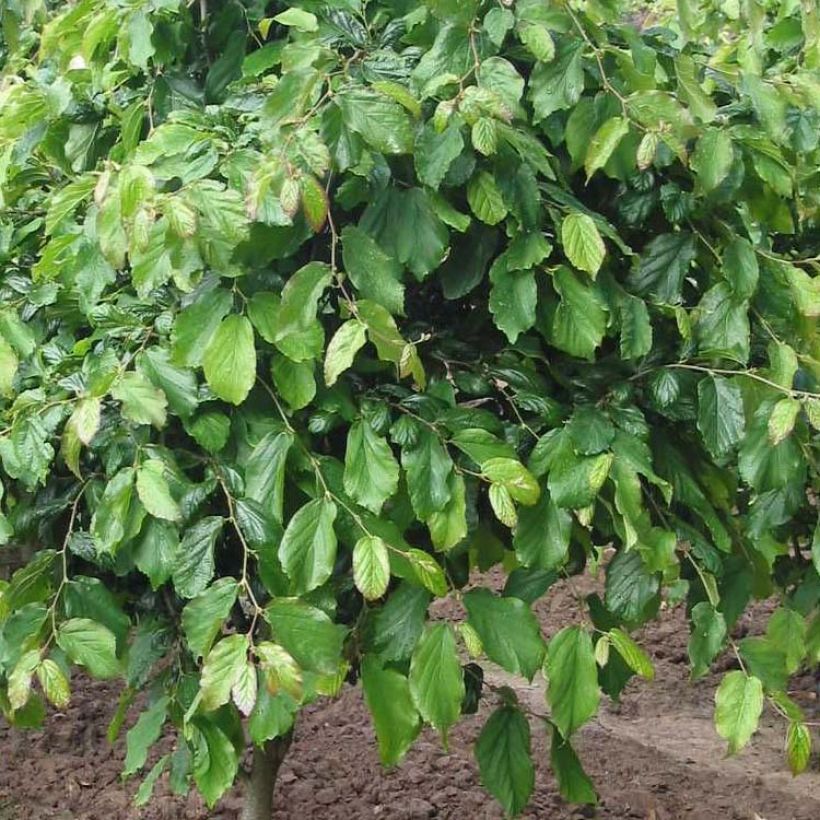 Parrotia persica Persian Spire - Persian Ironwood (Foliage)