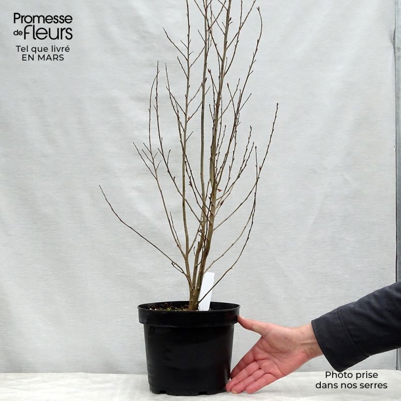 Parrotia persica Persian Spire - Persian Ironwood sample as delivered in spring