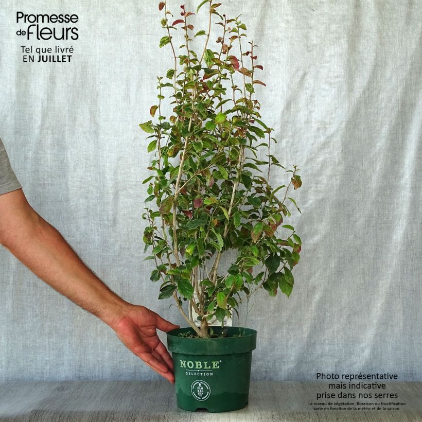 Parrotia persica Persian Spire - Persian Ironwood 3L/4L pot sample as delivered in summer