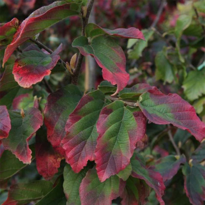 Parrotia persica Vanessa - Persian Ironwood (Foliage)