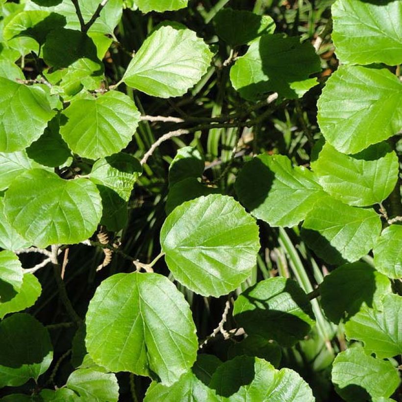 Parrotiopsis jacquemontiana (Foliage)