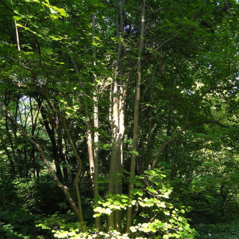 Parrotiopsis jacquemontiana (Plant habit)