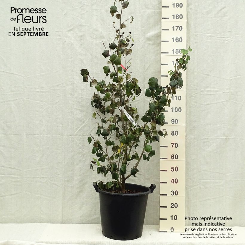 Parrotiopsis jacquemontiana 30L/35L pot sample as delivered in autumn