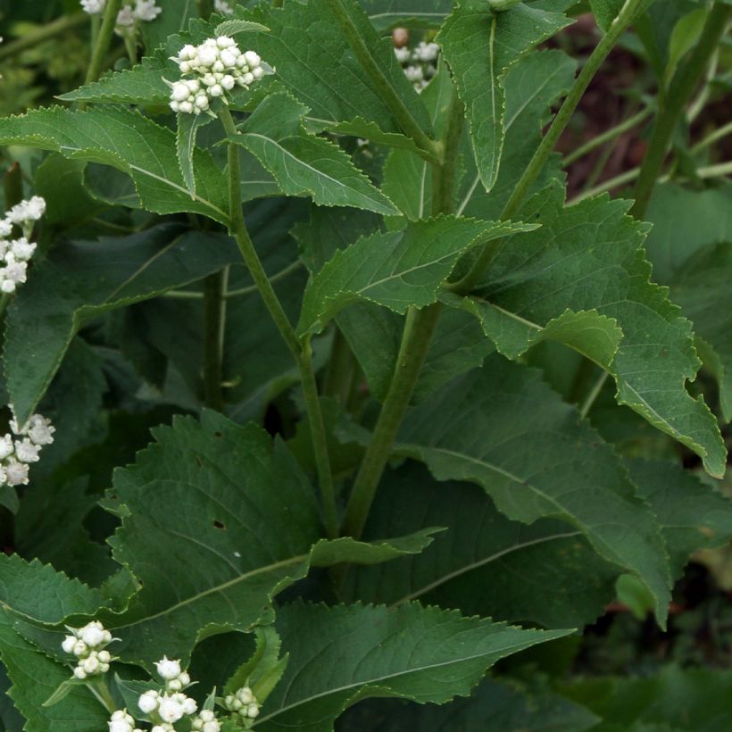 Parthenium integrifolium (Foliage)