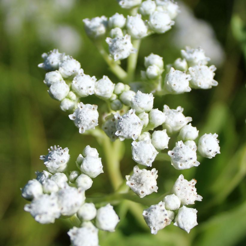 Parthenium integrifolium (Flowering)