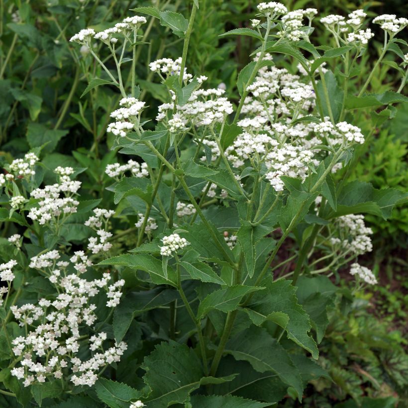 Parthenium integrifolium (Plant habit)