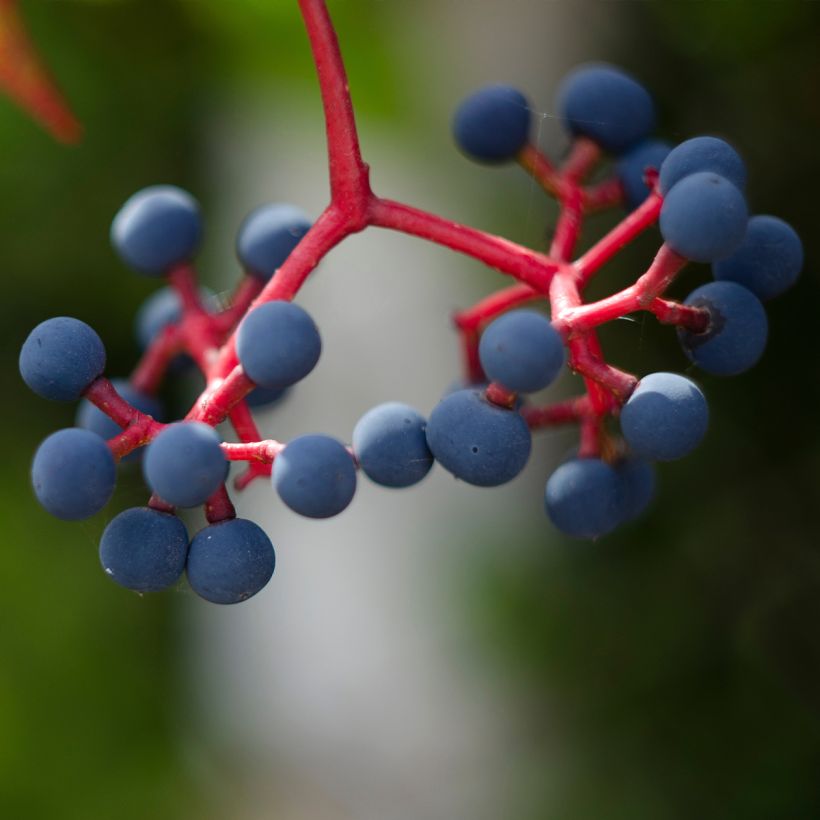 Parthenocissus quinquefolia Murorum - Virginia Creeper (Harvest)