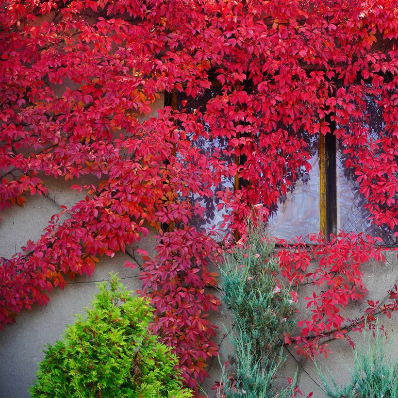 Parthenocissus quinquefolia Red Wall- Virginia Creeper (Plant habit)