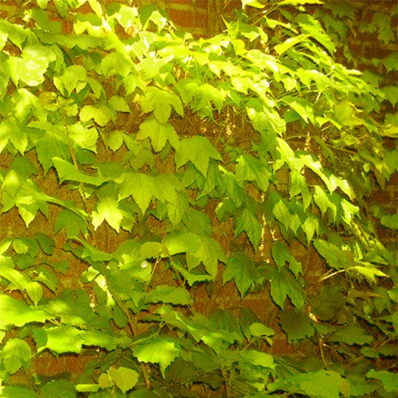 Parthenocissus tricuspidata Fenway Park - Boston Ivy (Plant habit)