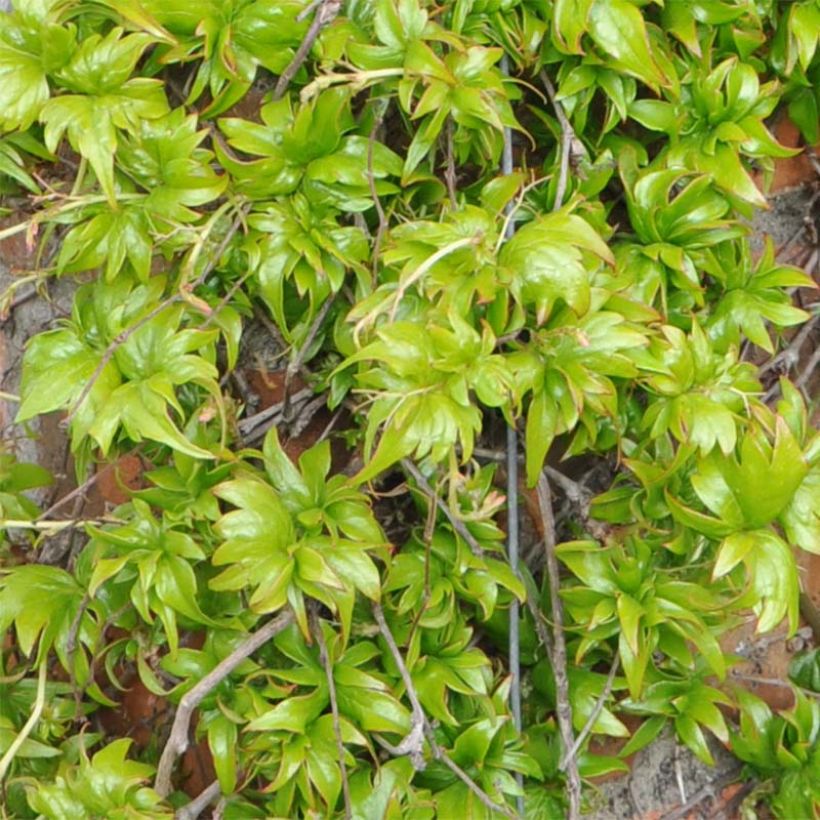 Parthenocissus tricuspidata Lowii- Boston Ivy (Foliage)