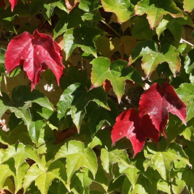 Parthenocissus tricuspidata Veitchii Robusta -Boston Ivy (Foliage)