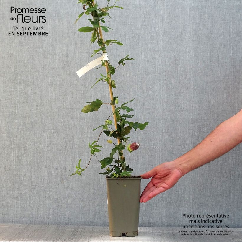 Passiflora Lady Betty Myles Young- Passion Flower 3L/4L pot sample as delivered in summer