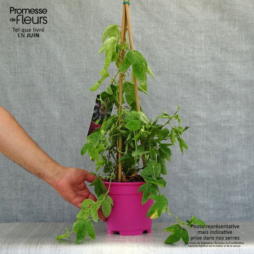 Passiflora allardii 2L/3L pot sample as delivered in summer