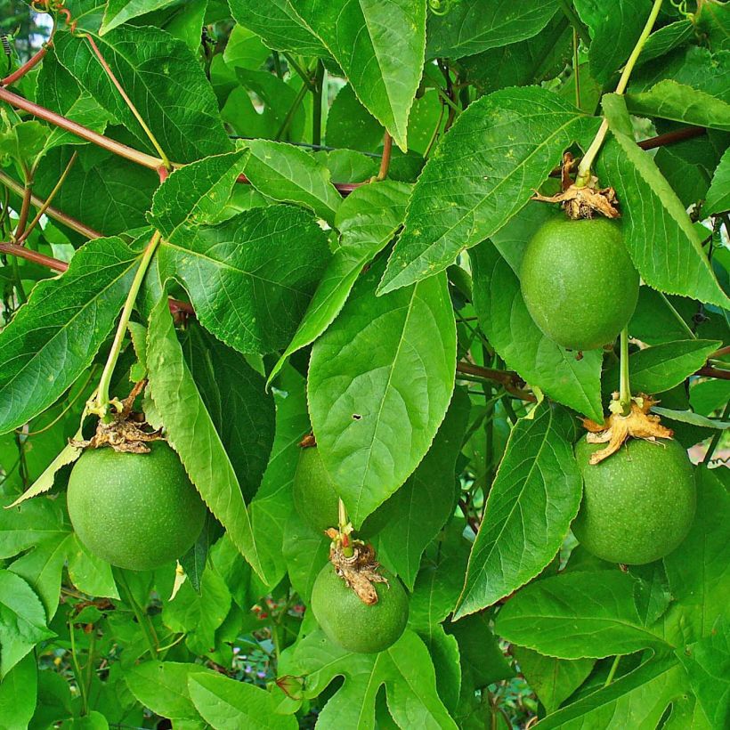 Passiflora incarnata- Passion Flower (Foliage)