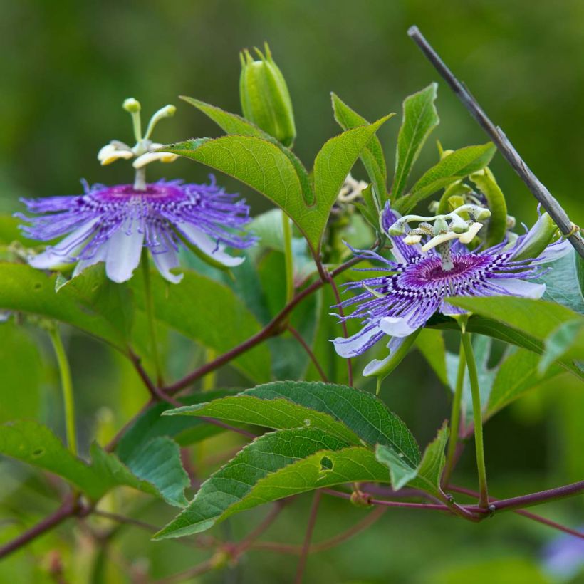 Passiflora incarnata- Passion Flower (Flowering)