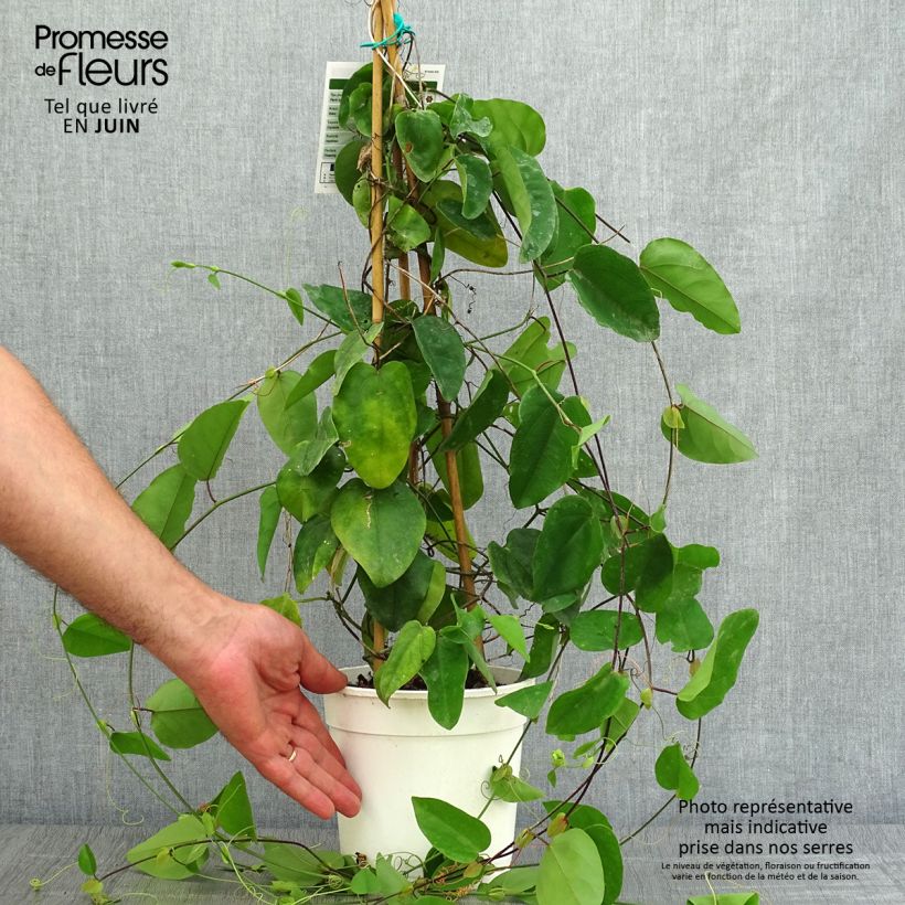 Passiflora mucronata- Passion Flower 2L/3L pot sample as delivered in summer