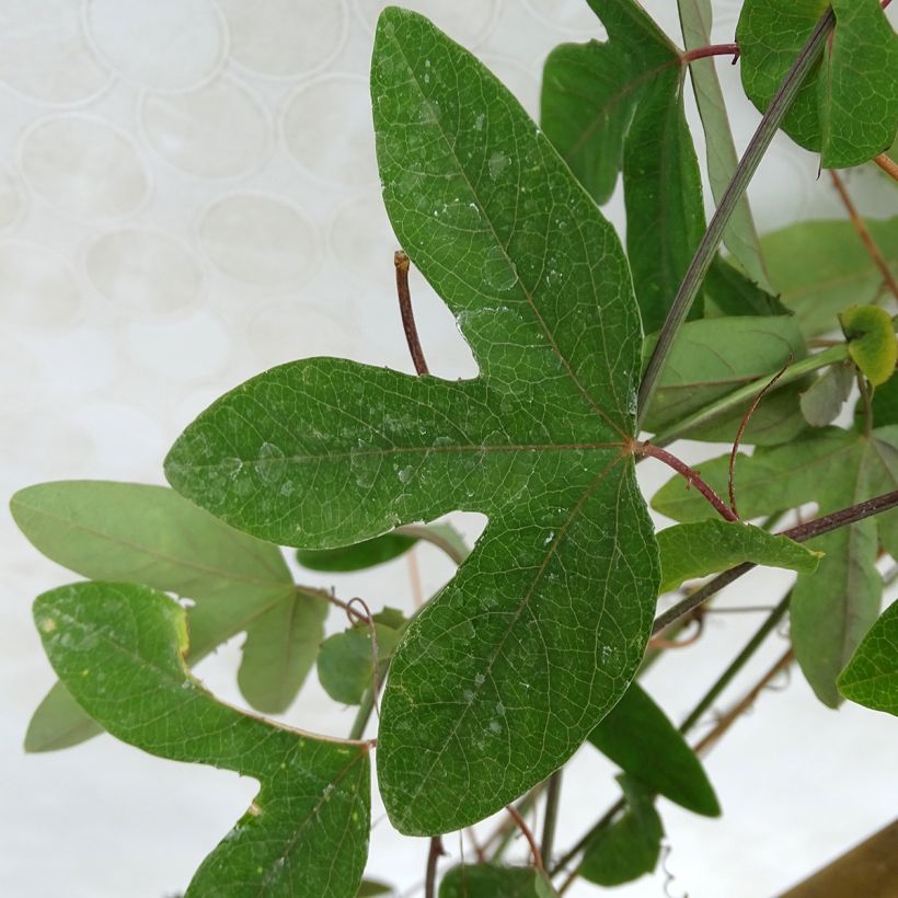 Passiflora subpeltata (Foliage)