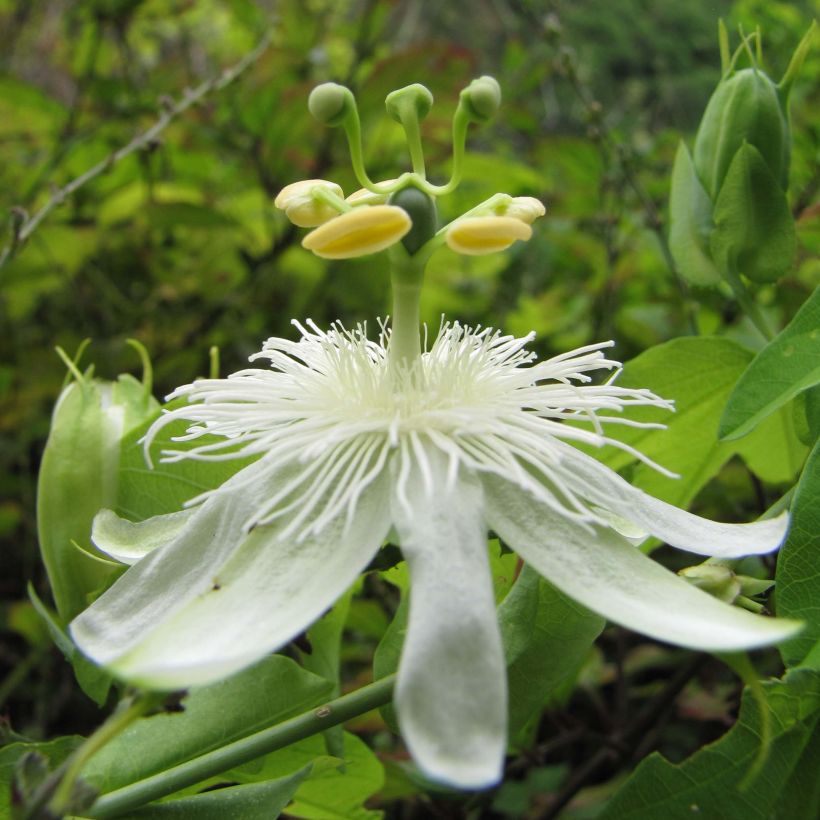 Passiflora subpeltata (Flowering)