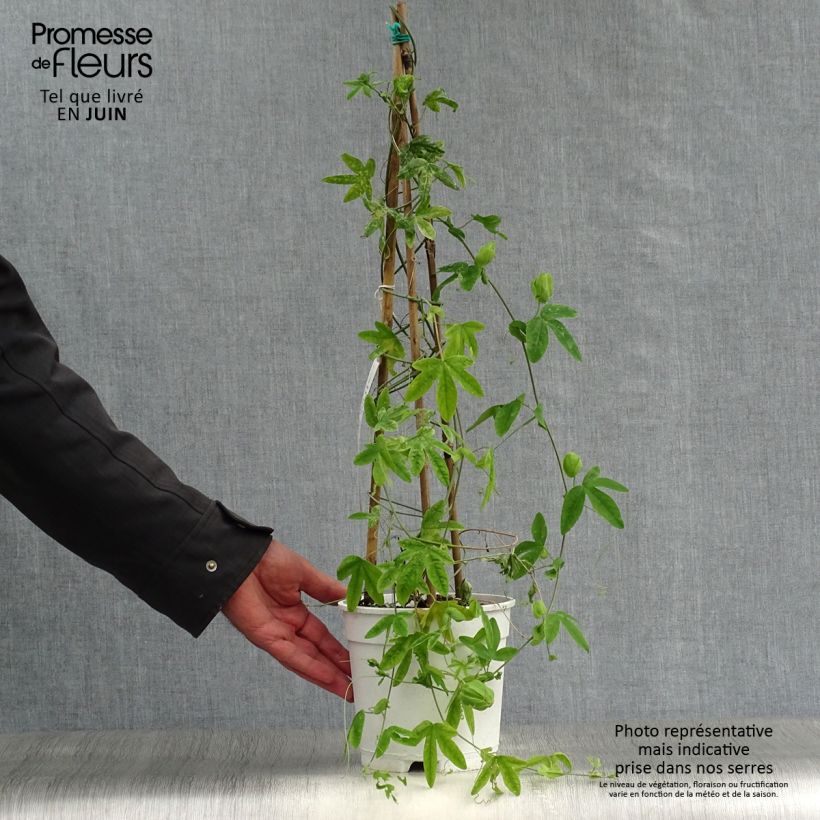 Passiflora subpeltata 2L/3L pot sample as delivered in summer