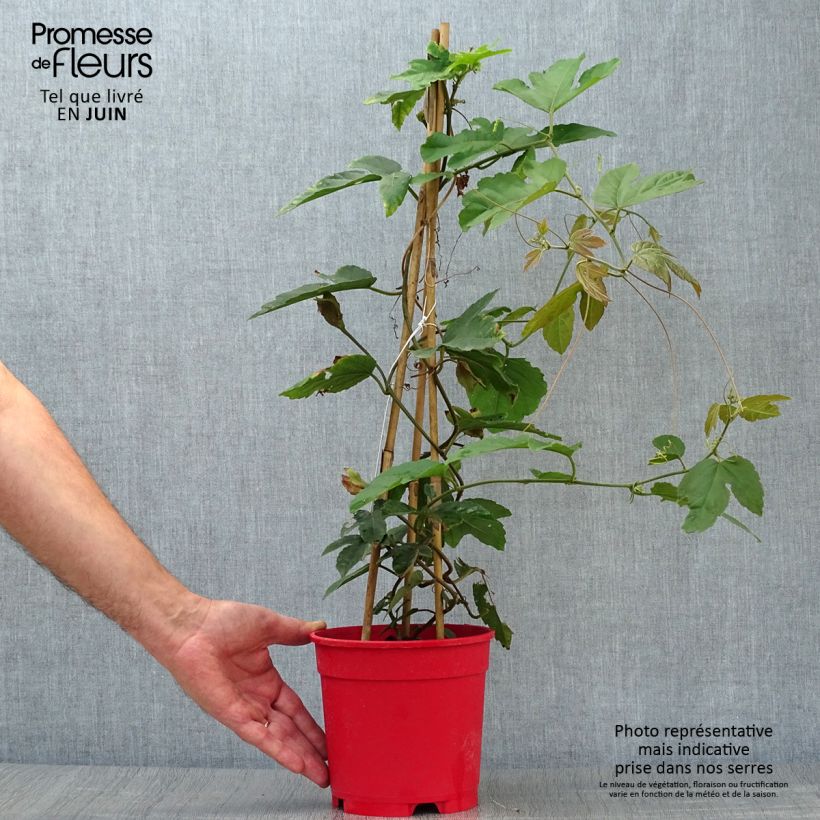 Passiflora vitifolia 2L/3L pot sample as delivered in summer
