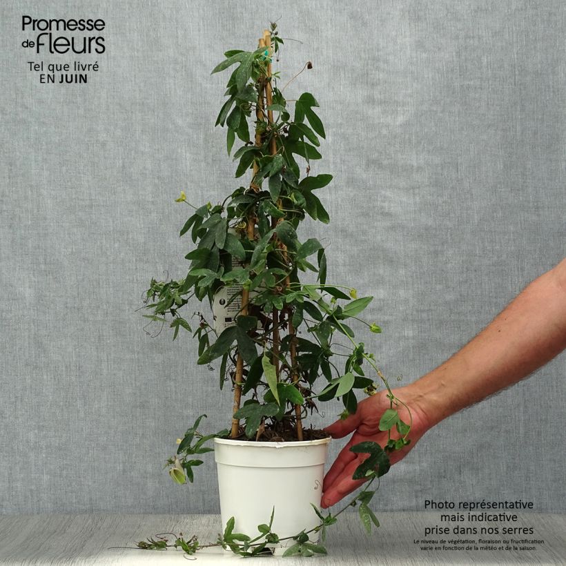 Passiflora Amethyst White- Passion Flower 2L/3L pot sample as delivered in summer