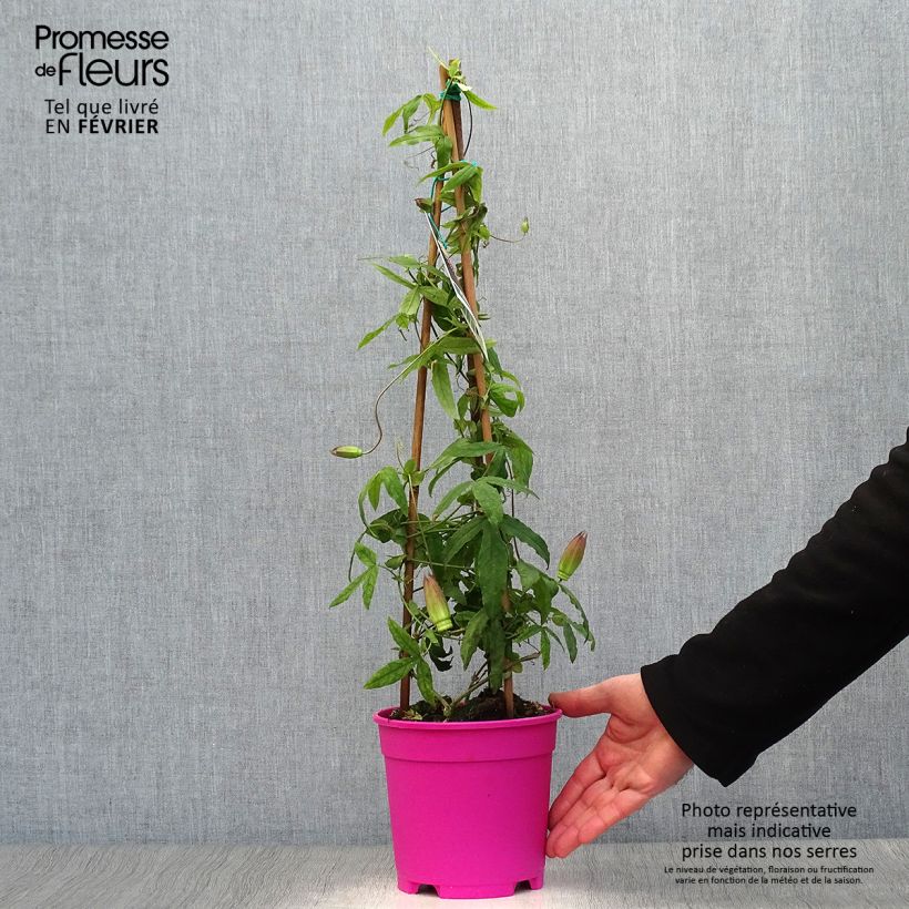 Passiflora Anastasia- Passion Flower 2L/3L pot sample as delivered in winter