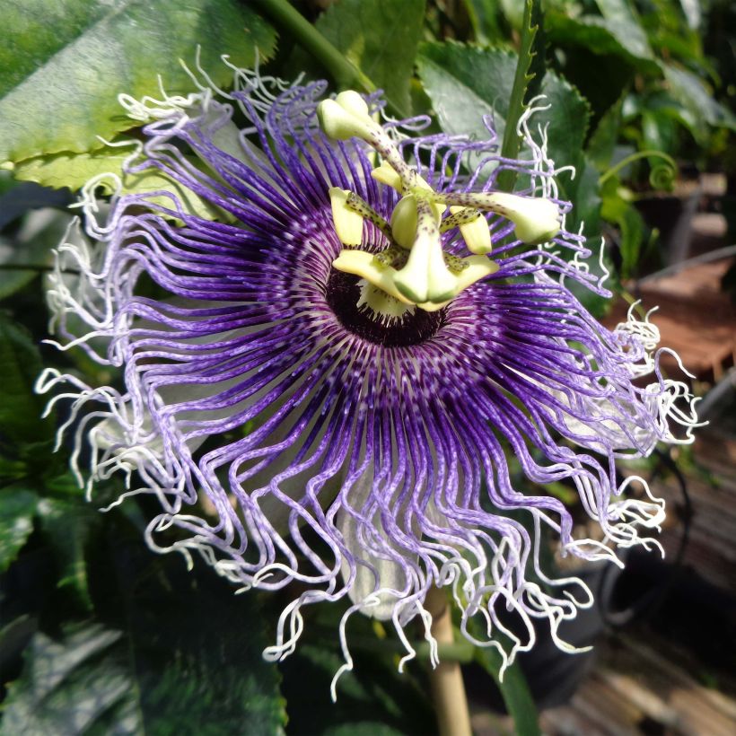 Passiflora Byron Beauty- Passion Flower (Flowering)