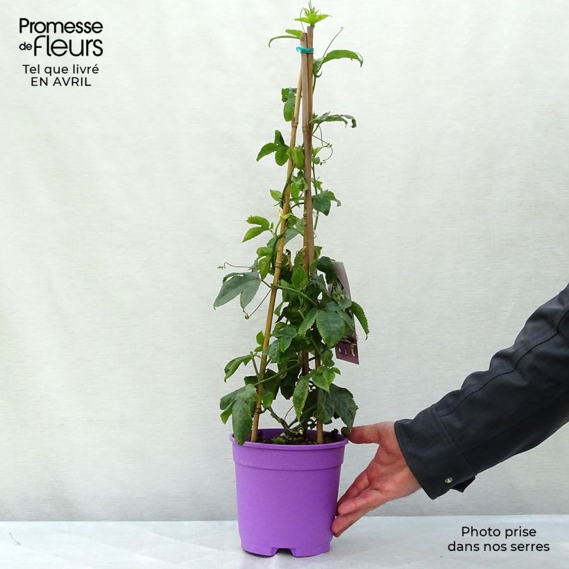 Passiflora Byron Beauty- Passion Flower 2L/3L pot sample as delivered in spring