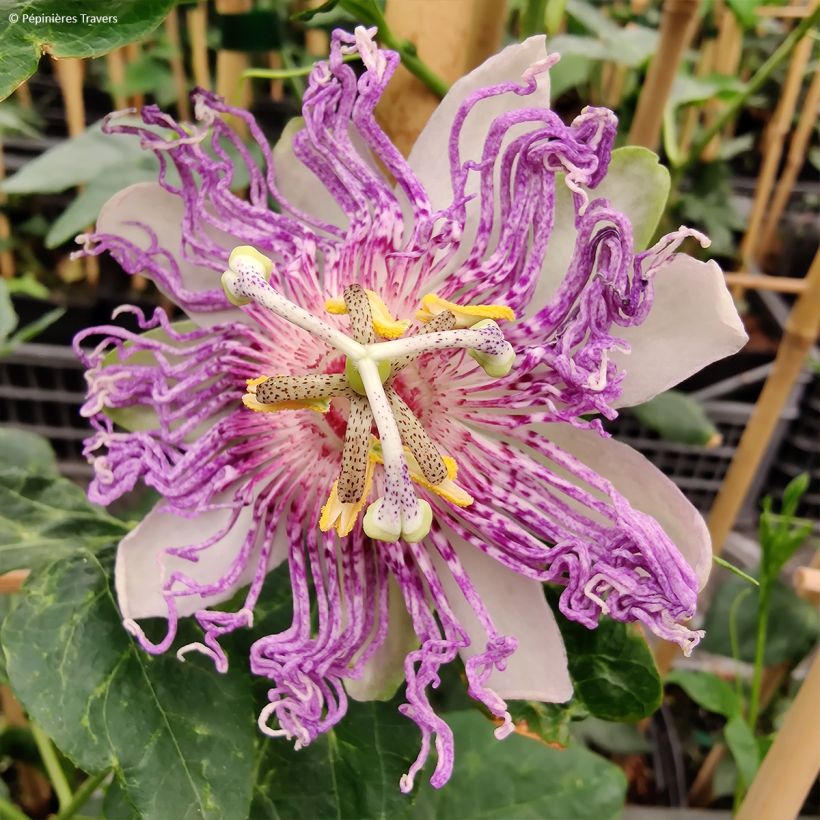 Passiflora Eia Popeia- Passion Flower (Flowering)