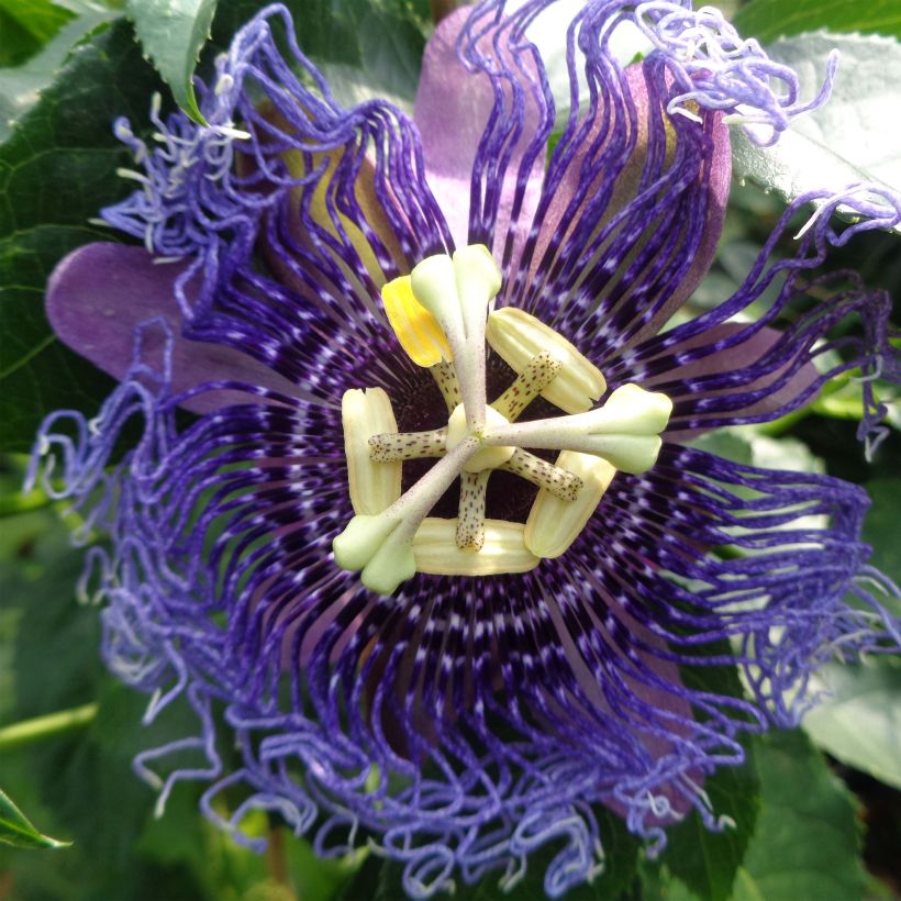 Passiflora Essenza- Passion Flower (Flowering)