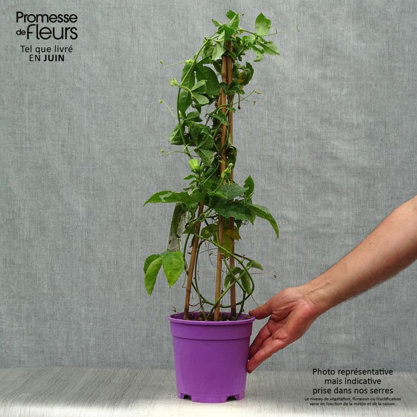 Passiflora Essenza- Passion Flower 2L/3L pot sample as delivered in summer