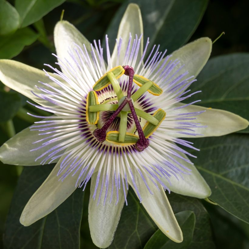 Passiflora caerulea Clear Sky- Passion Flower (Flowering)