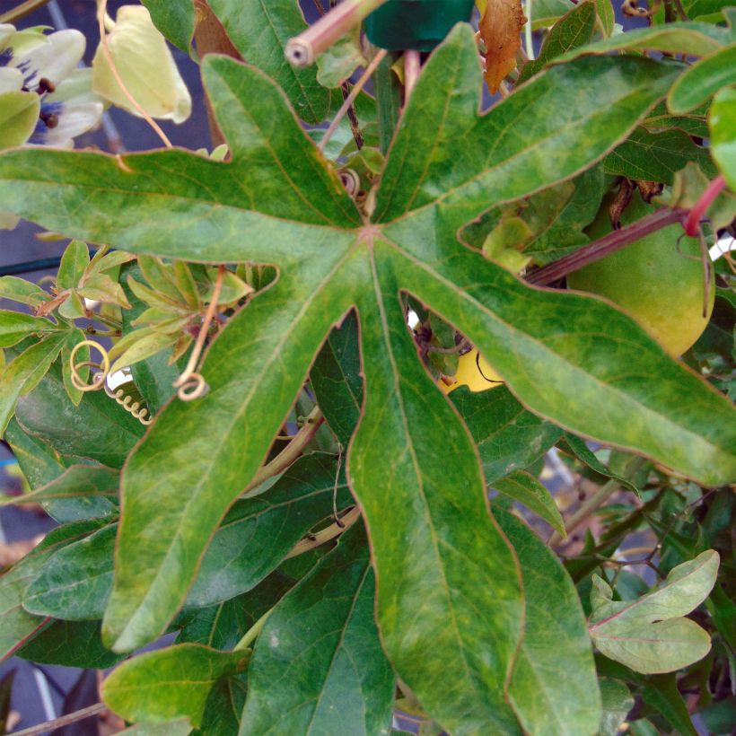 Passiflora Lady Betty Myles Young- Passion Flower (Foliage)