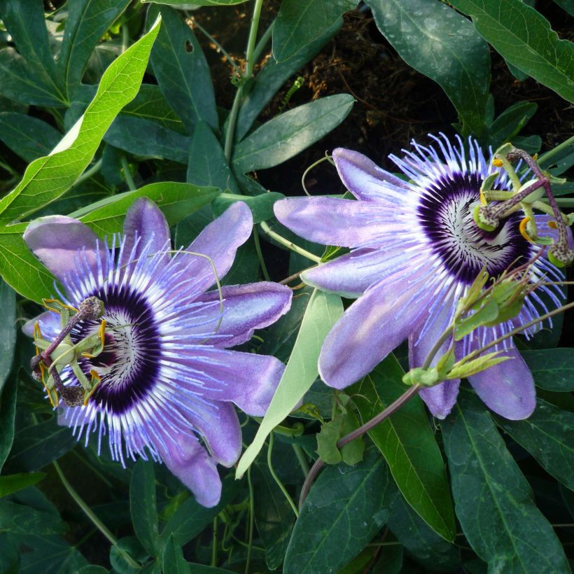 Passiflora Lady Betty Myles Young- Passion Flower (Flowering)