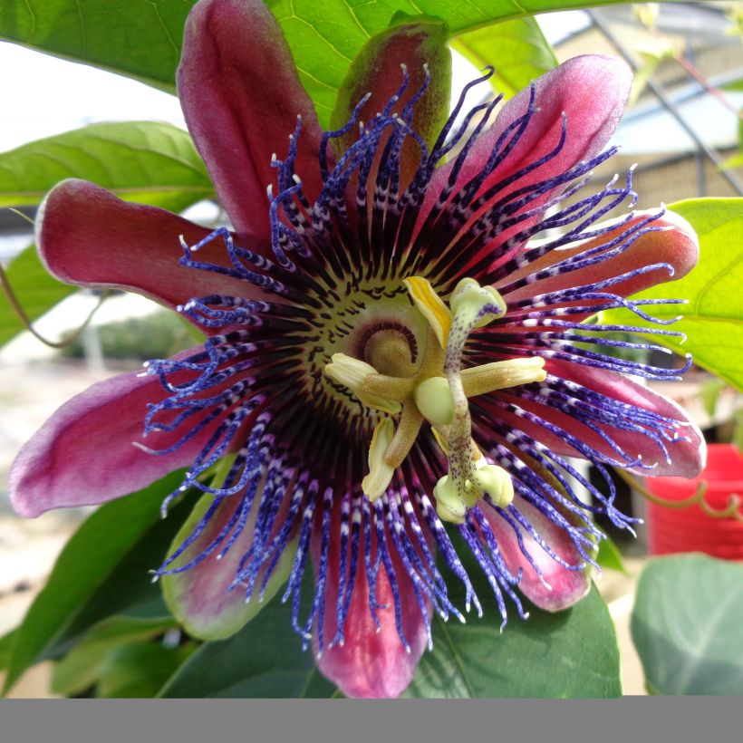 Passiflora Marijke - Passion Flower (Flowering)