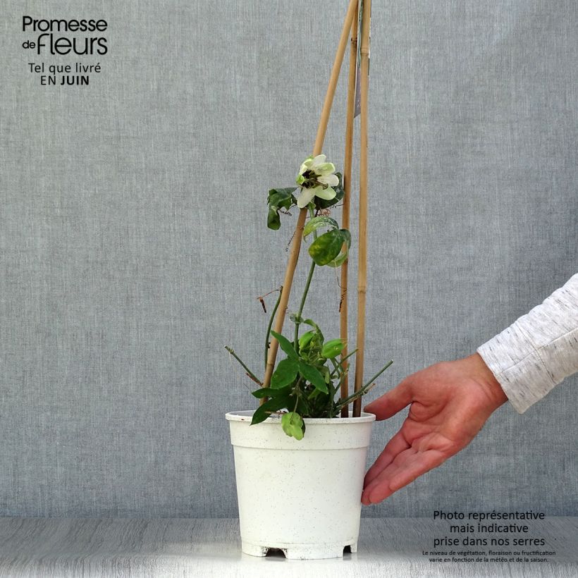 Passiflora Panda- Passion Flower 2L/3L pot sample as delivered in summer