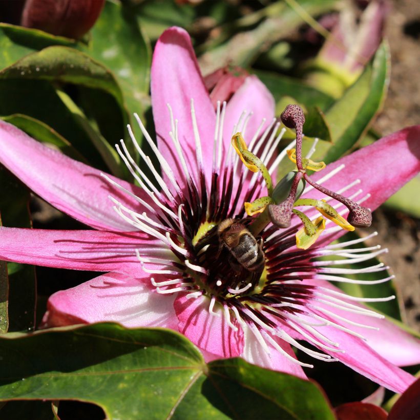 Passiflora Eden- Passion Flower (Flowering)