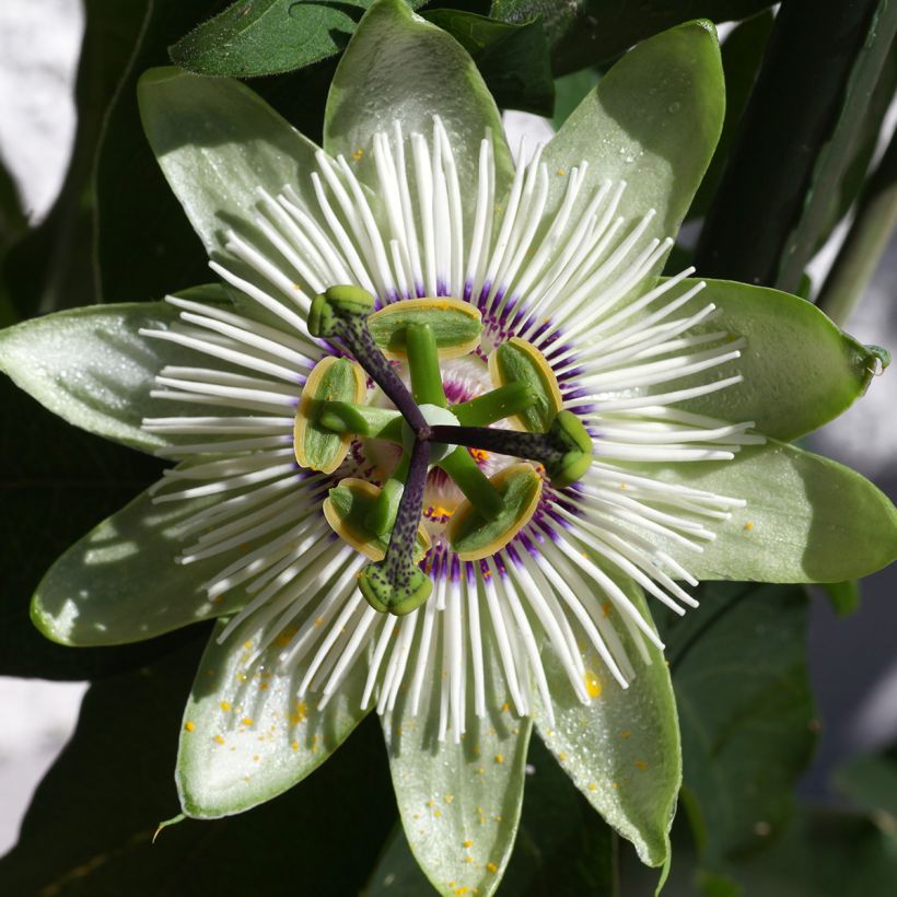 Passiflora White Lightning- Passion Flower (Flowering)