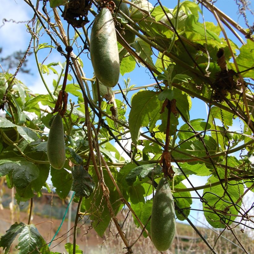 Passiflora Exoniensis- Passion Flower (Harvest)