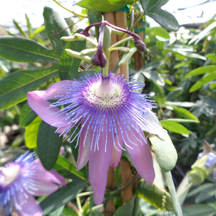 Passiflora Purple Passion- Passion Flower (Flowering)