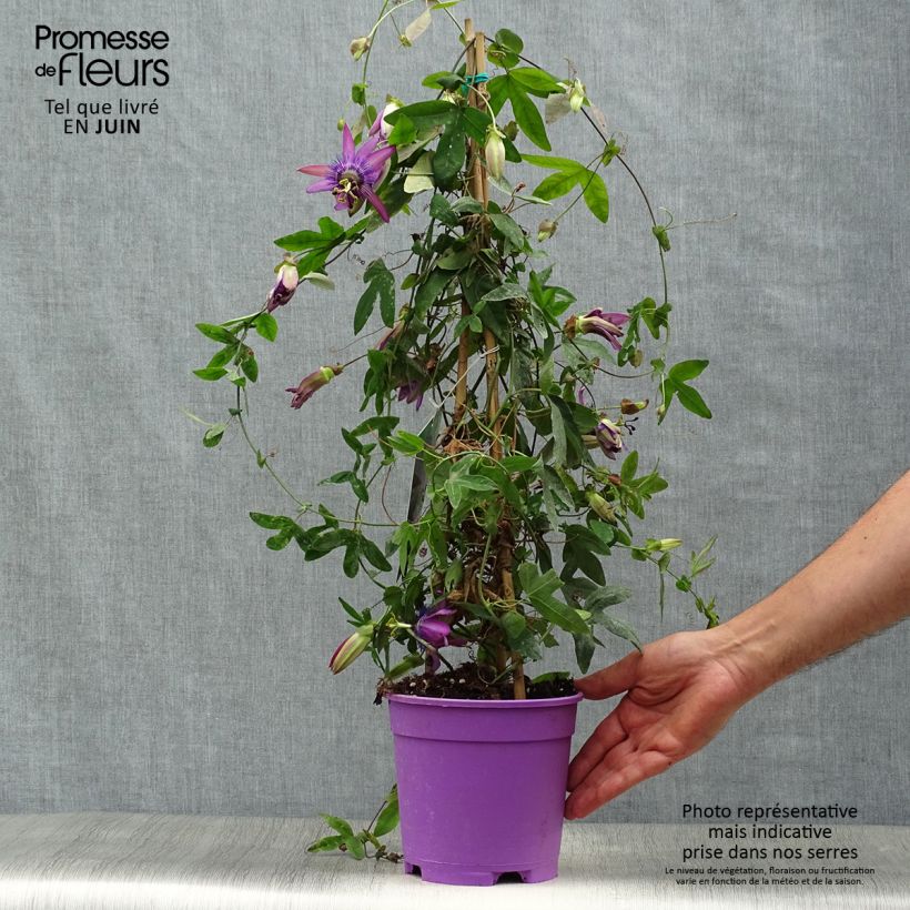 Passiflora Purple Passion- Passion Flower 2L/3L pot 20cm sample as delivered in summer