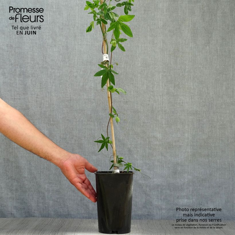 Passiflora Snow Queen- Passion Flower 2L/3L pot sample as delivered in summer