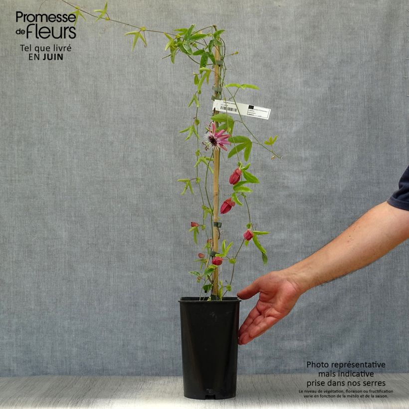 Passiflora Victoria- Passion Flower 2L/3L pot sample as delivered in summer