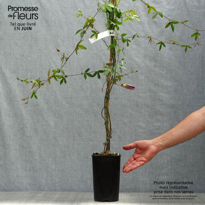 Passiflora Violacea- Passion Flower 2L/3L pot sample as delivered in summer