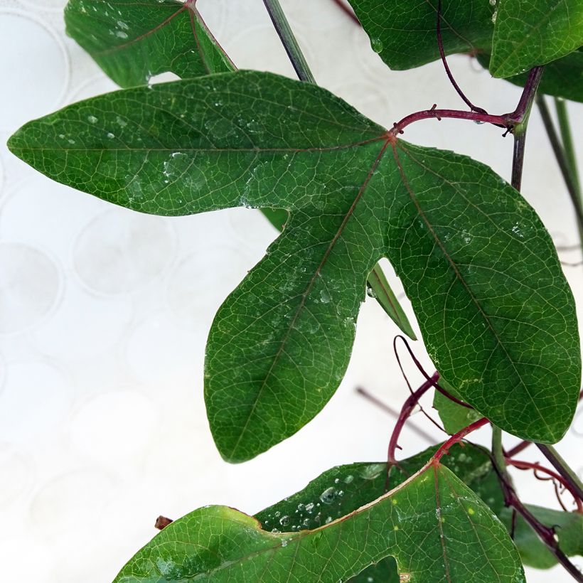 Passiflora Violacea- Passion Flower (Foliage)